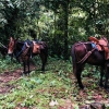 Equestrian tourism, nature and coffee in Caldas